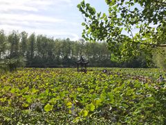 -合肥滨湖国家森林公园