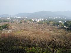 -香雪海