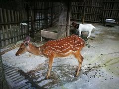 -洛阳白云山景区