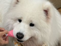 -星多哈·狗咖·拼豆·咖啡