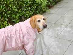 -西安京西宠物医院·瘫痪·疑难杂症