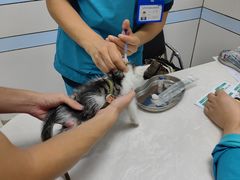 -中农国际动物医院24小时·猫科·骨科·急重症中心