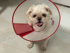 -美联众合动物医院·24h转诊中心