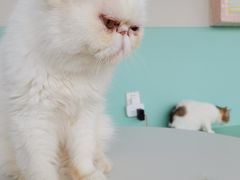 -怪兽屋·羊驼·猫咖·狗咖(俊华广场店)