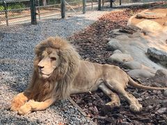 -北京野生动物园