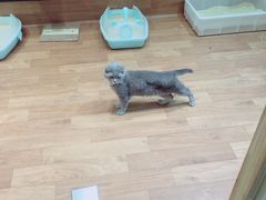 -猫色咖啡·猫咖