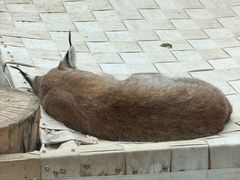 -青藏高原野生动物园