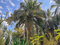 -中国科学院西双版纳热带植物园