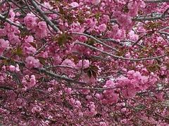 -莱阳濯村樱花园