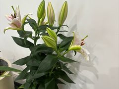 -東豫狼烧烤. 碳火烤鱼. 小龙虾(上海首店)
