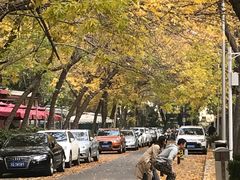 -三里屯东五街银杏大道