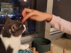 -Cappucimeow猫咪咖啡馆(韦伯时代店)