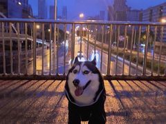 -FAELING PETS美天灵宠物(富力广场店)