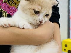 -糯米喵星人·撸猫猫舍咖啡馆(西市场嘉华店)