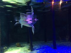-暹罗海洋世界