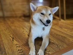 -柴务处·柴犬主题狗咖