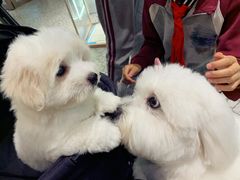 -momokira米努特·德文卷毛猫·棉花面纱犬