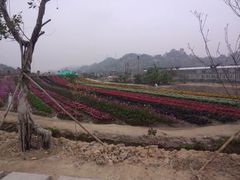 -丹樱生态园