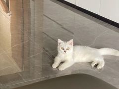 -lincat·猫舍(广州店)