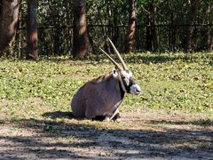 -大连森林动物园
