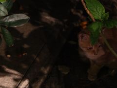 -阿男野栗王(金门路店)