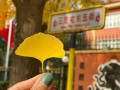 -三里屯东五街银杏大道