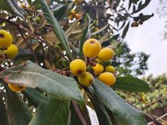 -塘栖枇杷特色园区