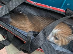 -瑞派动物医院·猫专科·至诚(江南中分院)