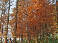 -重庆彩云湖湿地公园