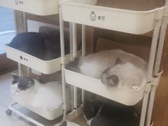 -是阿柴呀！柴犬咖啡·爱喵喵猫咖