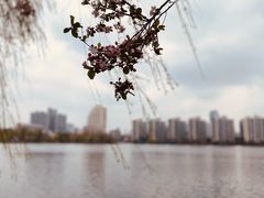 -莫愁湖公园