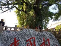 -大槐树寻根祭祖园