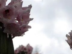 -硗碛藏寨·神木垒景区