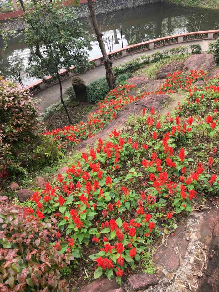 蟹山公园-"没想到公园里面也会有果子和大树菠萝,藏的.