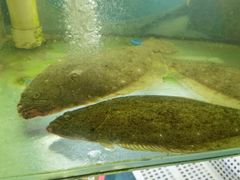 -桔子海鲜烧烤大排档(台东店)