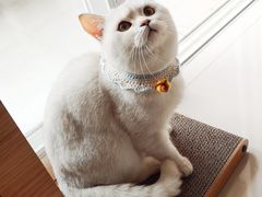 -宠颐生宠物医院外科·内科·皮肤科·影像科(石龙店)