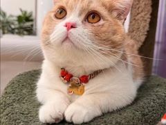 -Bastet sally猫舍购宠(静安店)