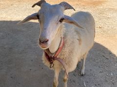 -泉州海丝野生动物世界