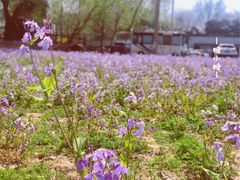 -中央广播电视塔