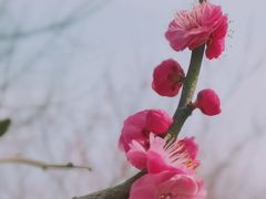 -花开海上生态园
