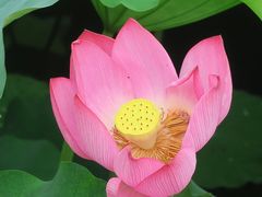 -荷塘月色湿地公园·向阳花洲