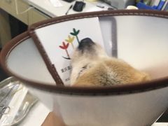 -贝利宠物医院·骨科·眼科·肿瘤转诊中心(南坪诊疗中心)