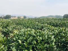 -龙坞茶村