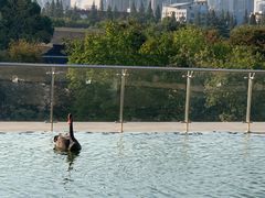 -行者书屋大堂吧 ·下午茶(南京圣和府邸酒店)