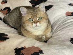 -东方名猫馆·英短金渐层布偶猫舍(环线广场1号楼店)