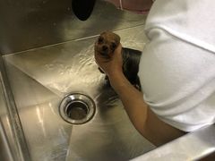 -Pets First伊珊娜洗护·精致美容·家庭式寄养(新会路店)