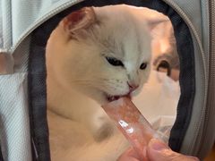 -伟伟宠物医院·CT影像中心·瑞派犬猫综合性门诊(汉口总院)