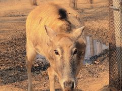 -秦皇岛野生动物园