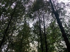 -合肥滨湖国家森林公园