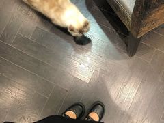 -猫色咖啡·猫咖